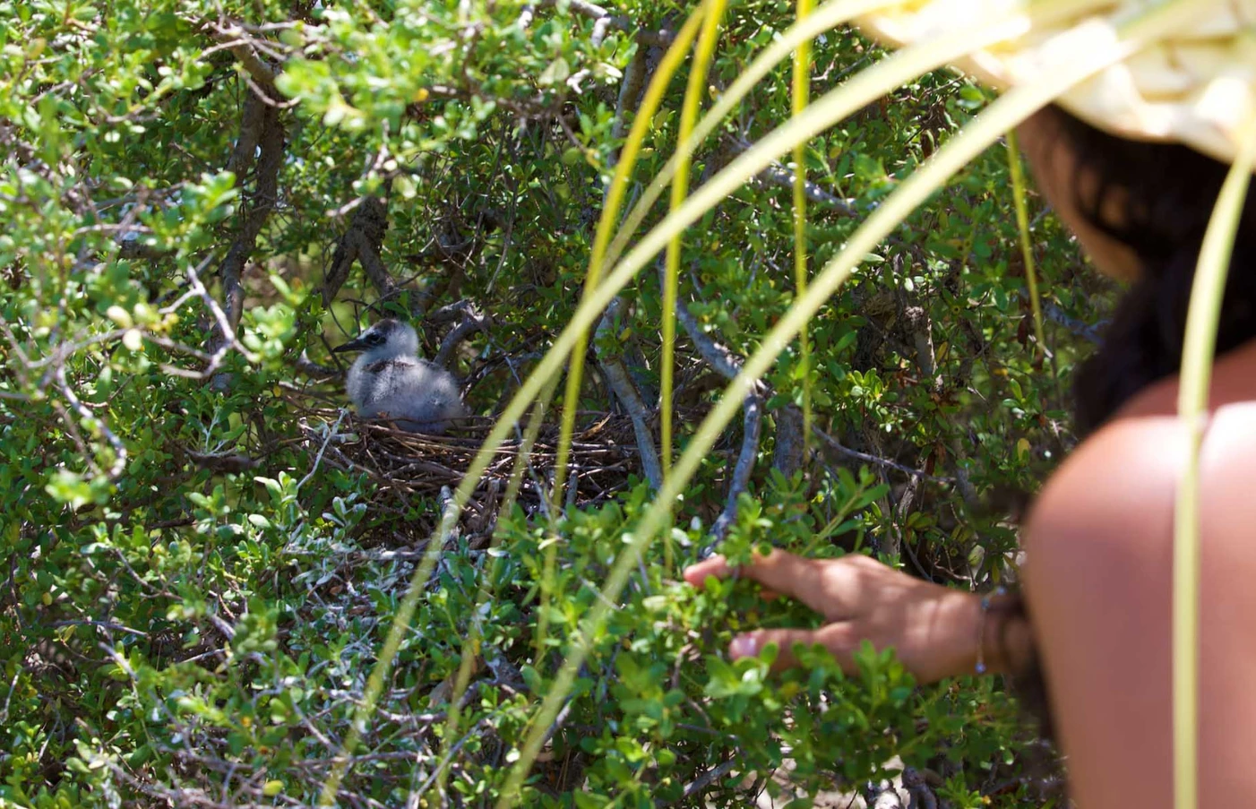 Bird Island Excursion
