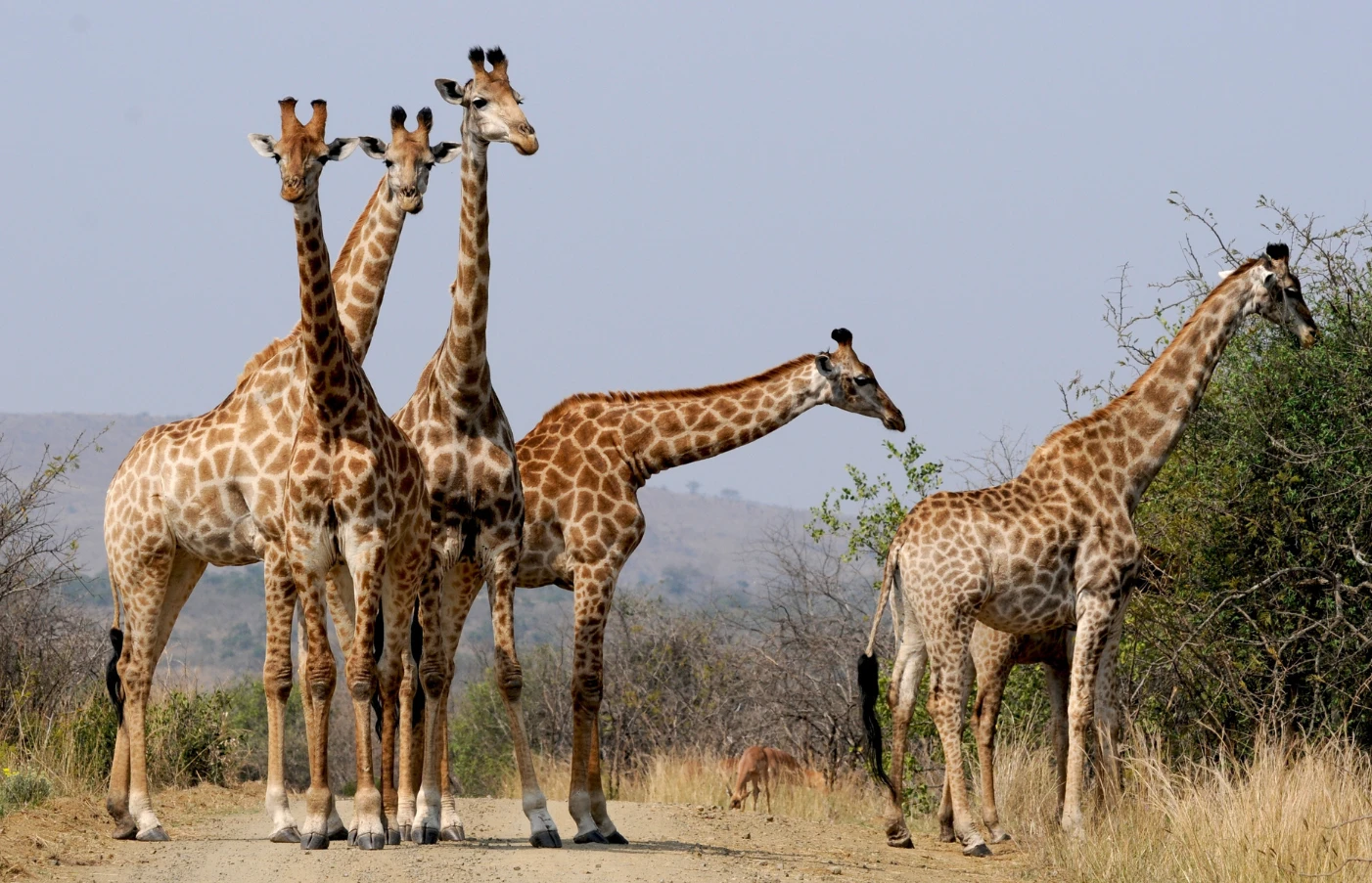 Gay Group Trip: Luxury Safari in Africa