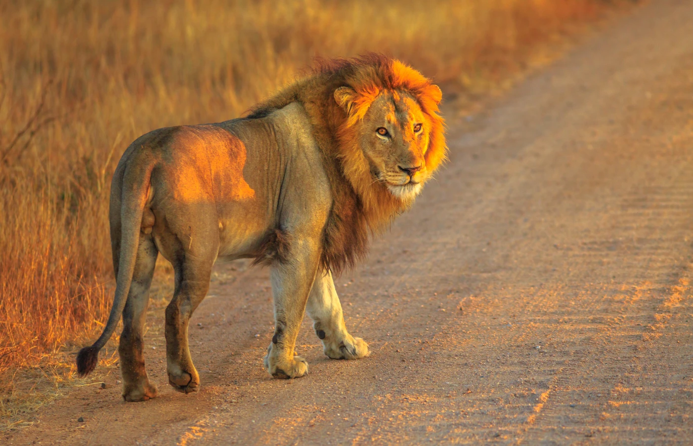 Gay Group Trip: Luxury Safari in Africa