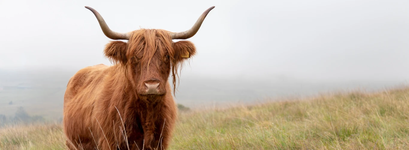 The Highlands