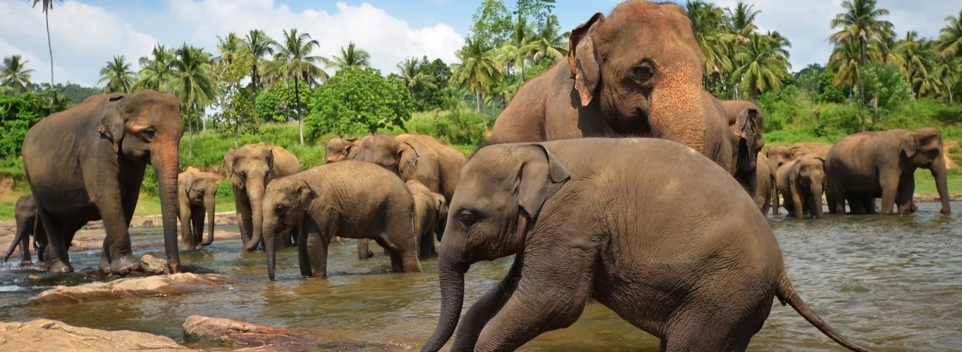 Wild elephants