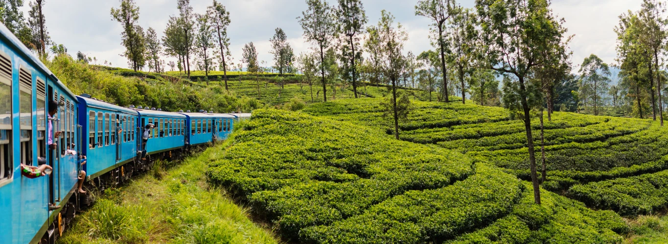 Tea country train rides
