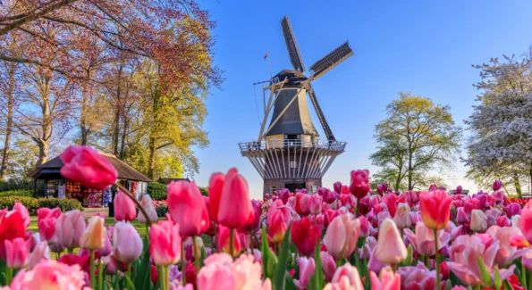 Windmills (of your mind) and tulips