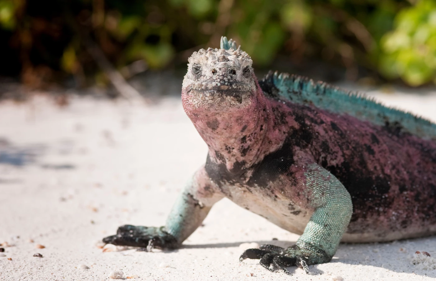 Gay Group Trip: Luxury Galapagos Cruise