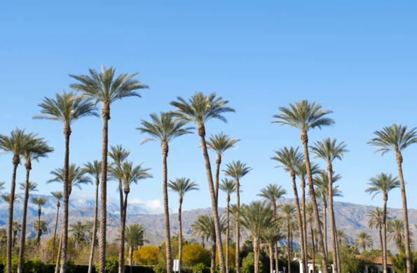 LGBTQ+ Greater Palm Springs & WeHo Getaway