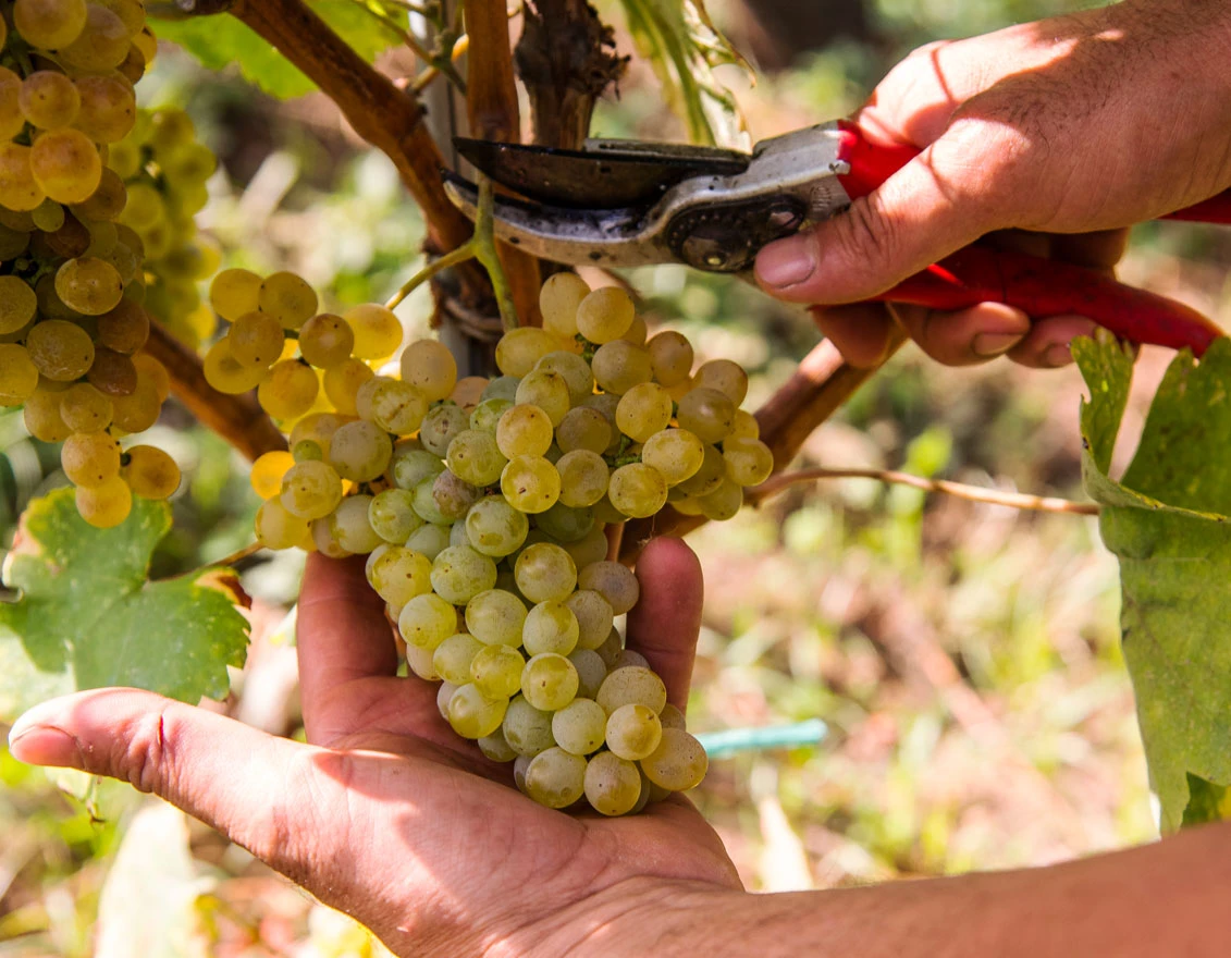 Cantina Apicella – Tramonti