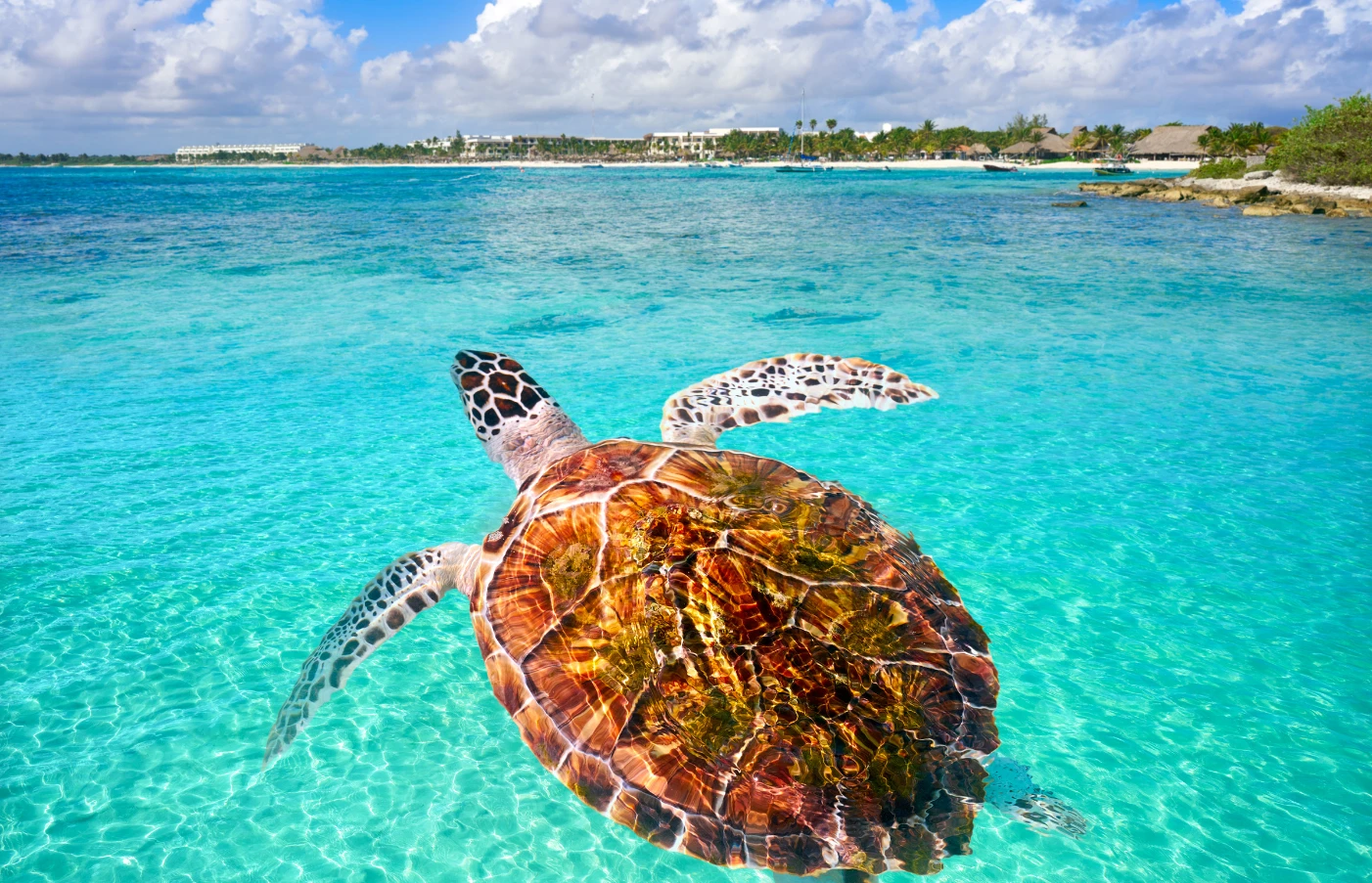 Sea Turtles in Akumal