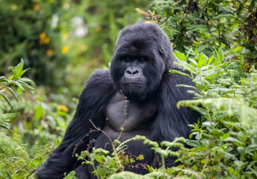 Luxury gay vacations in Rwanda