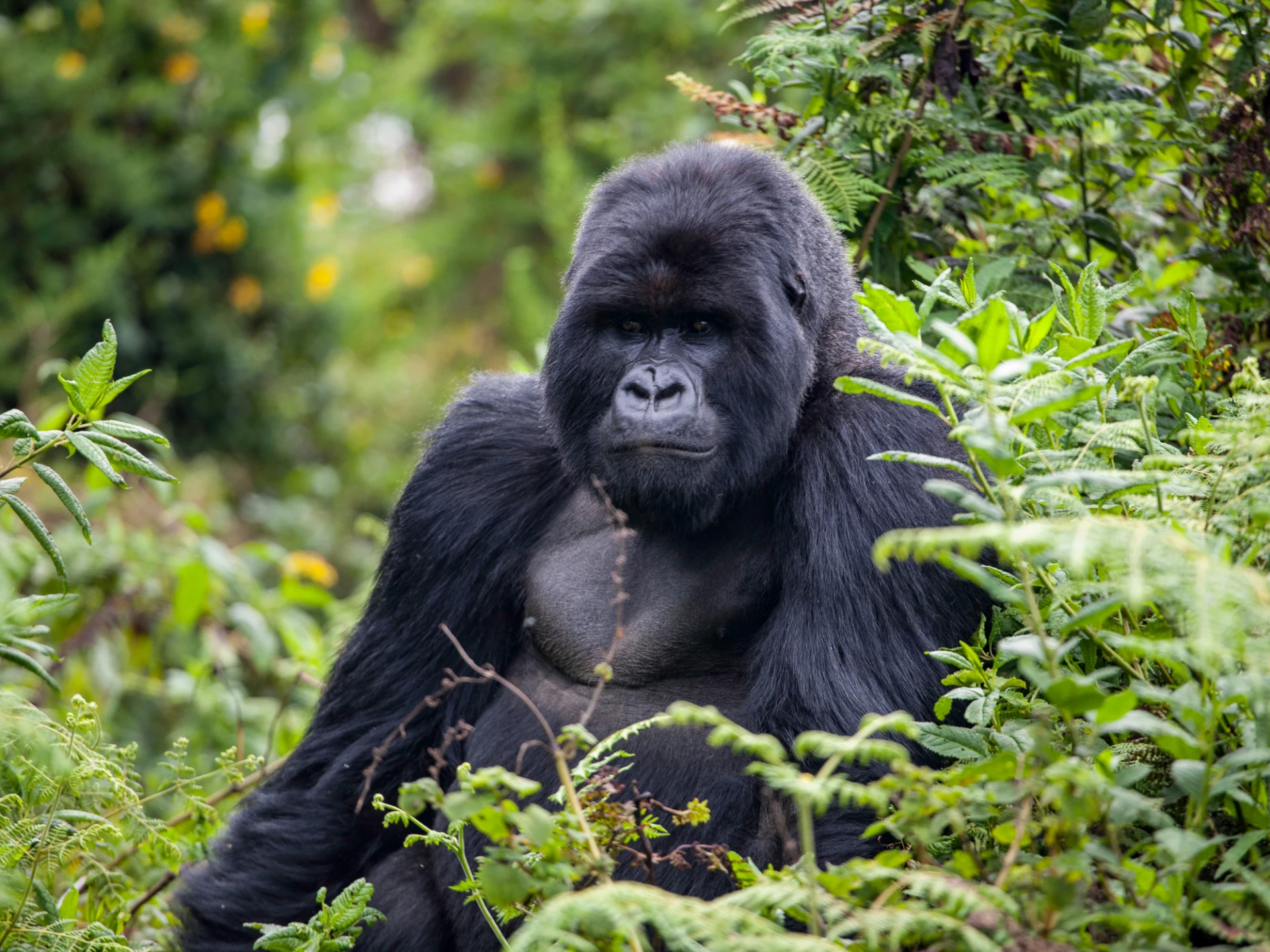Luxury Rwanda vacations