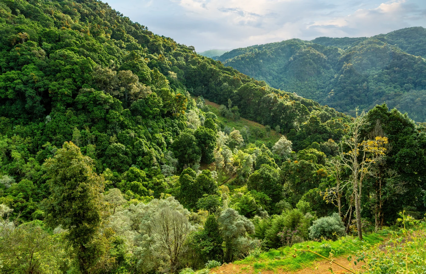 Day 7: Turrialba to San Gerardo de Dota