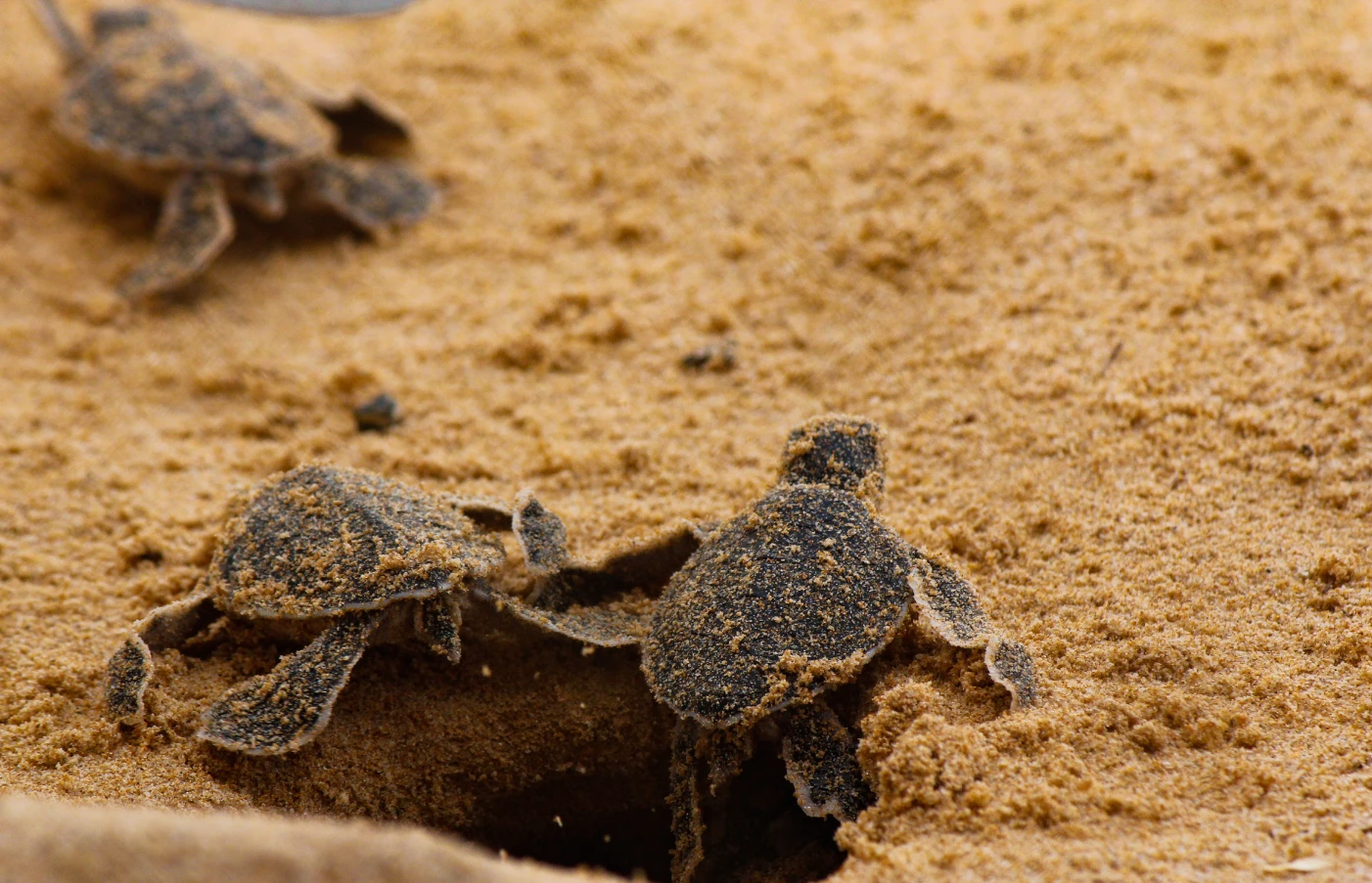 Day 6: Turtle Hatchery