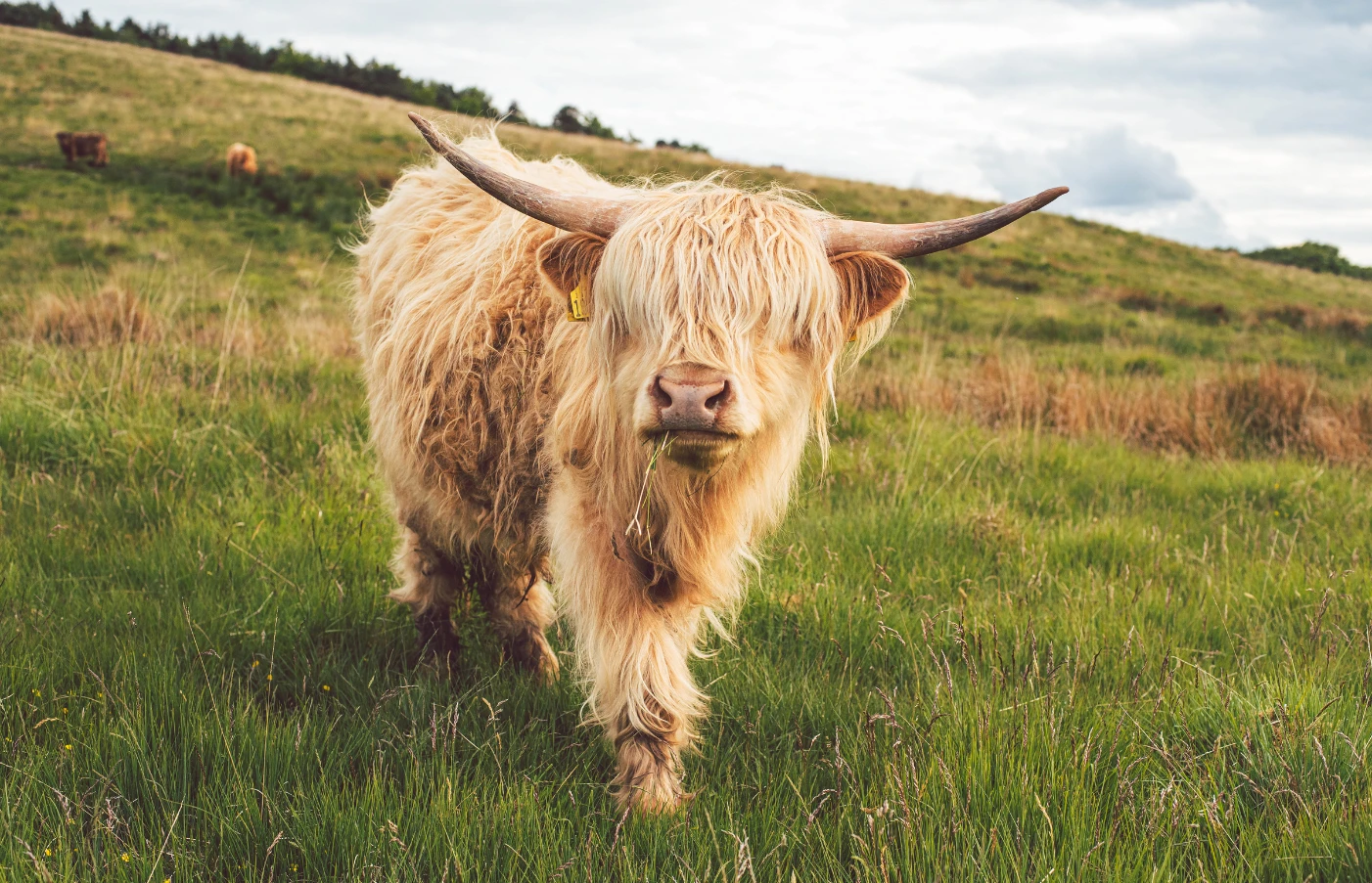 Scotland