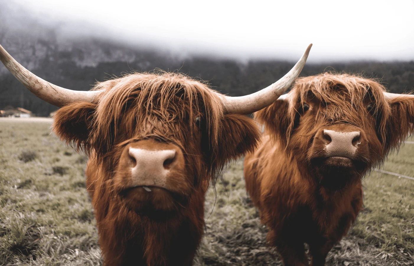 Ultimate Luxury: Scotland