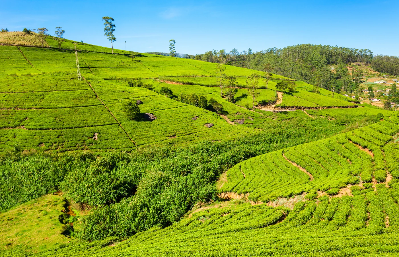 Sri Lanka: The Cultural Triangle