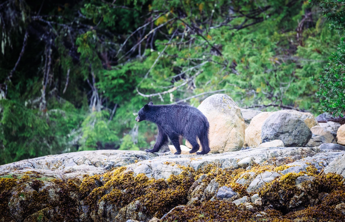 Day 4: Tofino