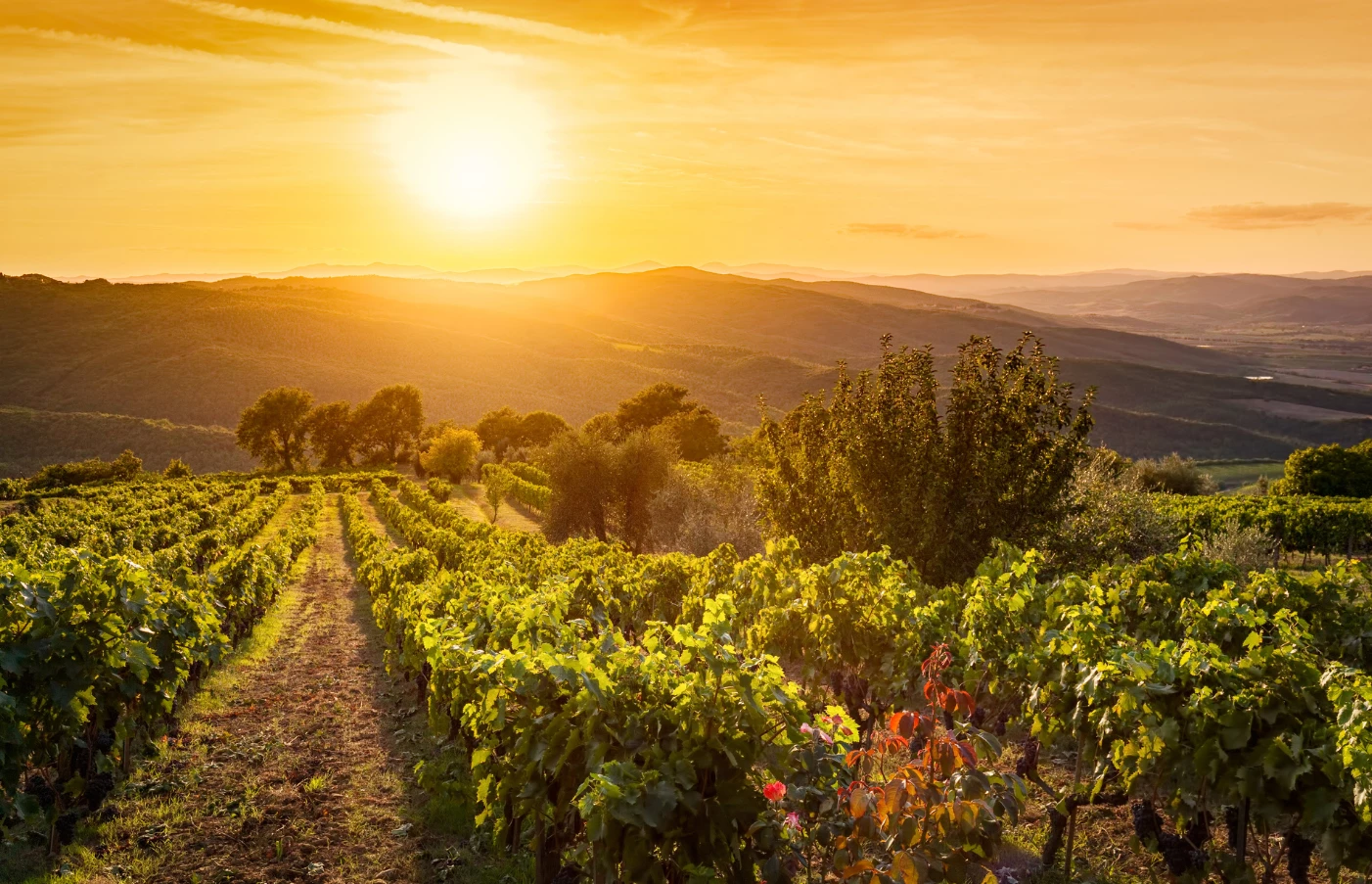 Wine And Dine In Florence And Tuscany