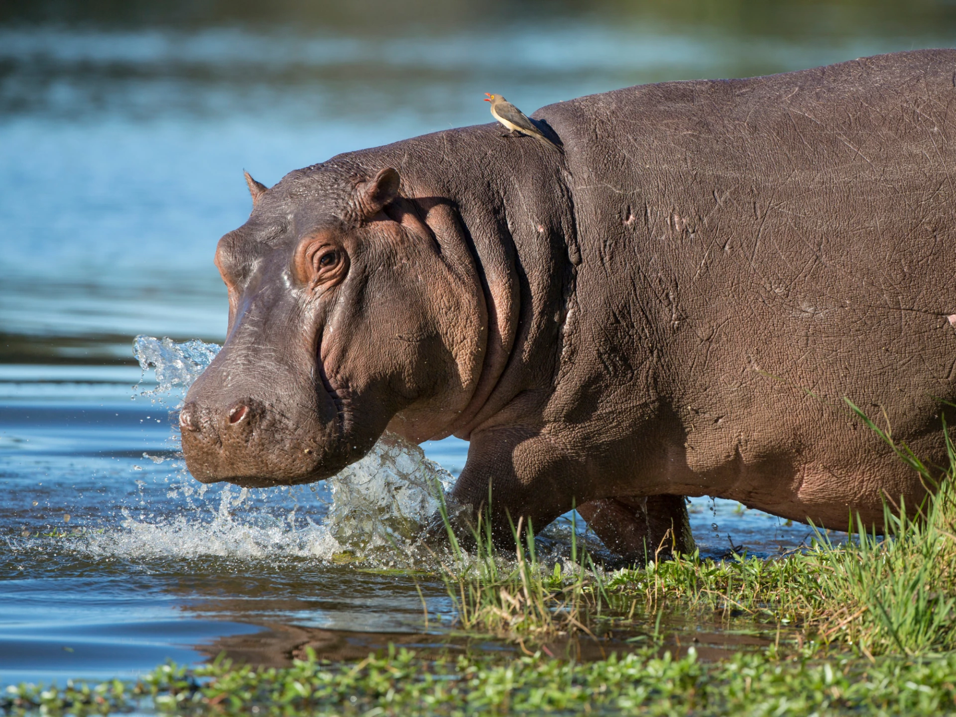 Luxury Uganda vacations