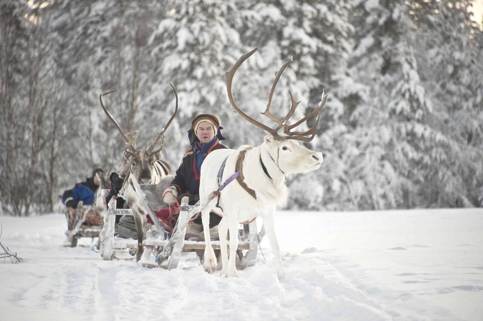 Reindeer Sledding