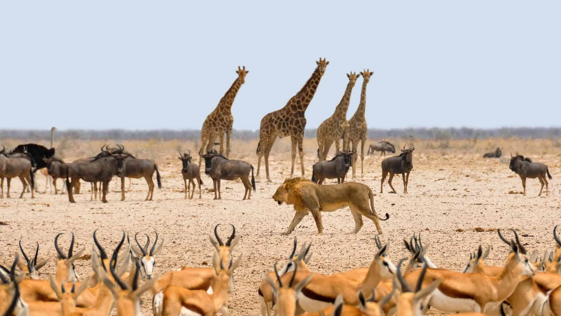 The Out Of Office Safari Collection