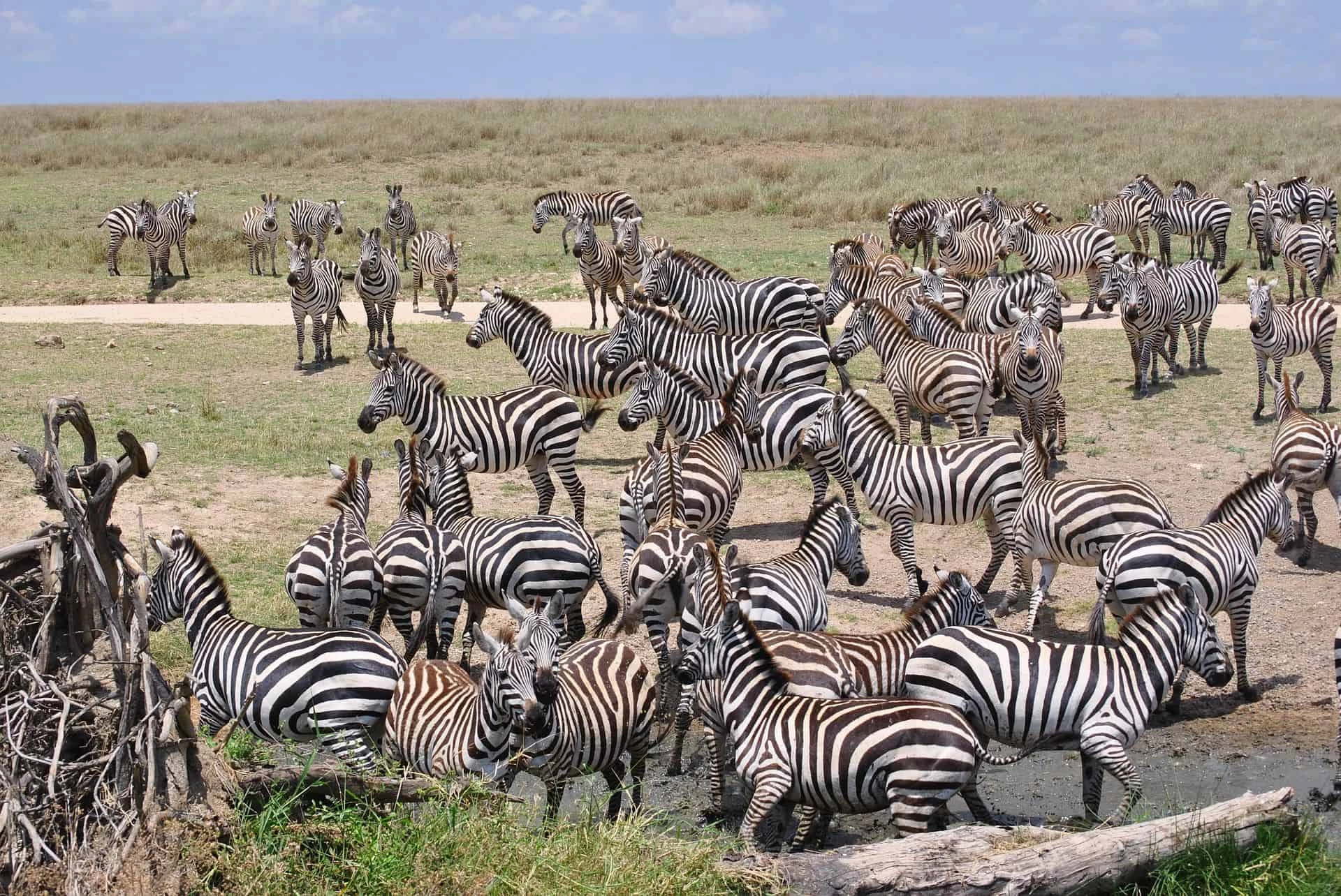 Gay Group Trip: Luxury South Africa