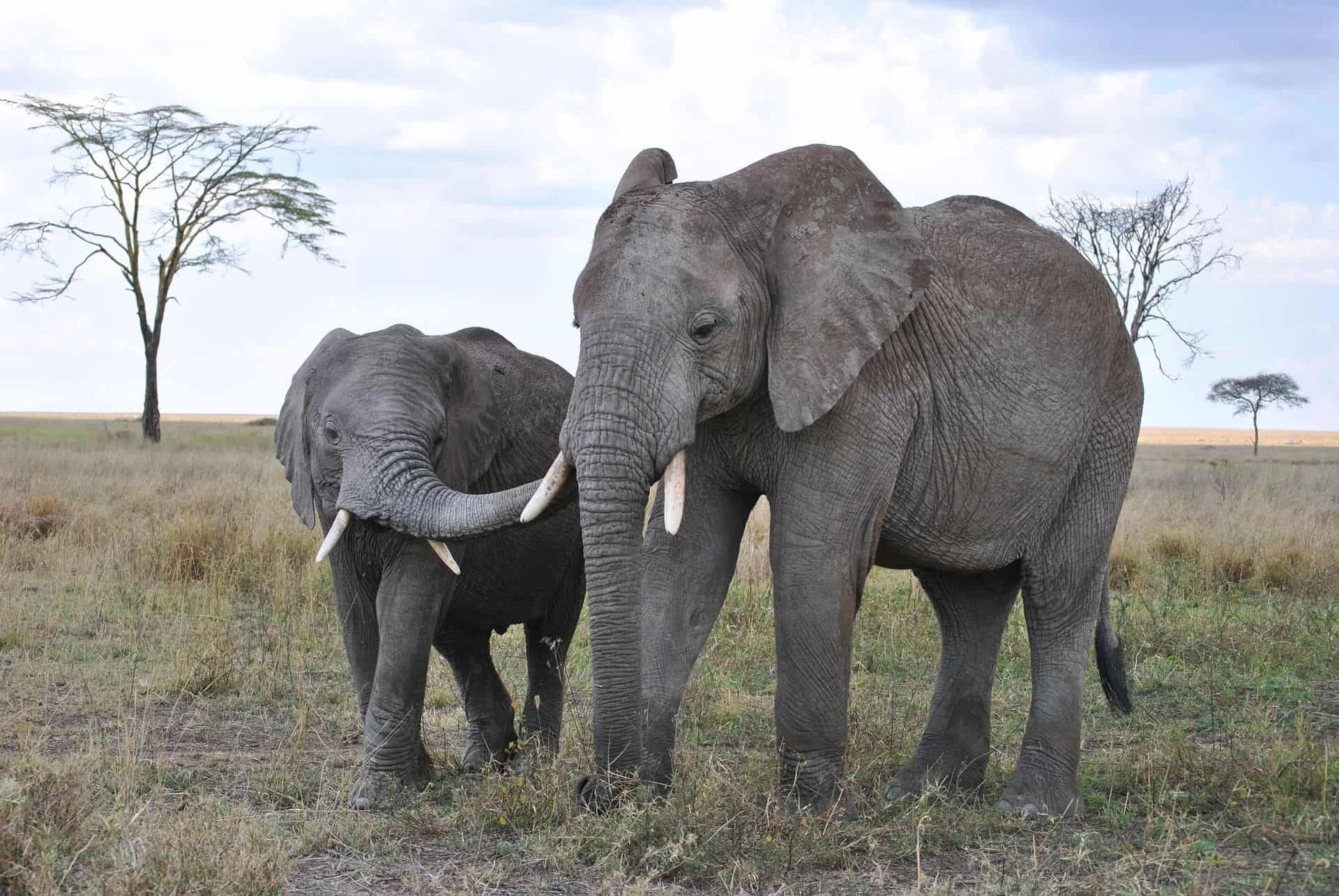 Day 6: Karatu To Serengeti National Park
