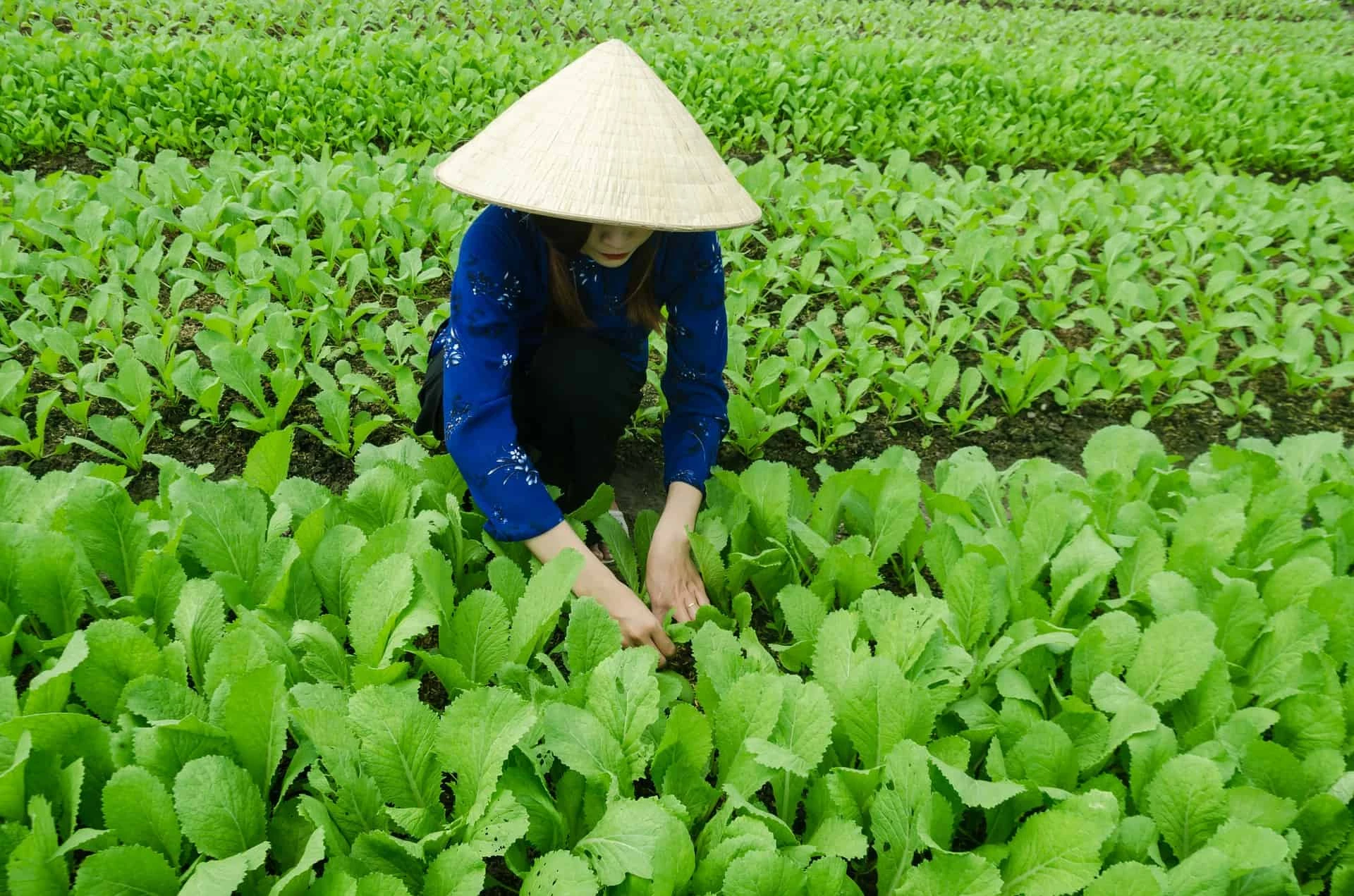 A Taste Of Vietnam