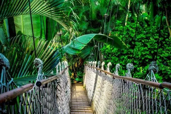 A guide to the Amazon Rainforest