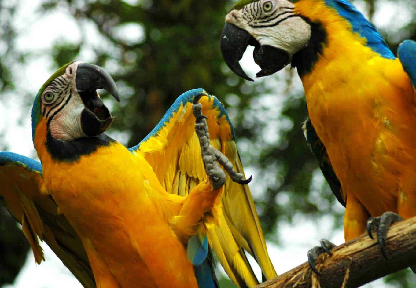 Luxury Amazon Cruise and Optional Andes Add On