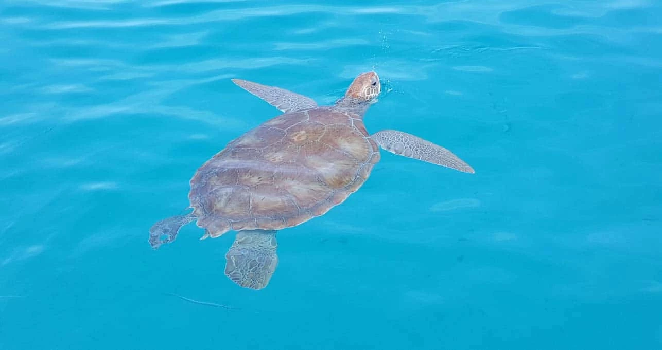 Barbados