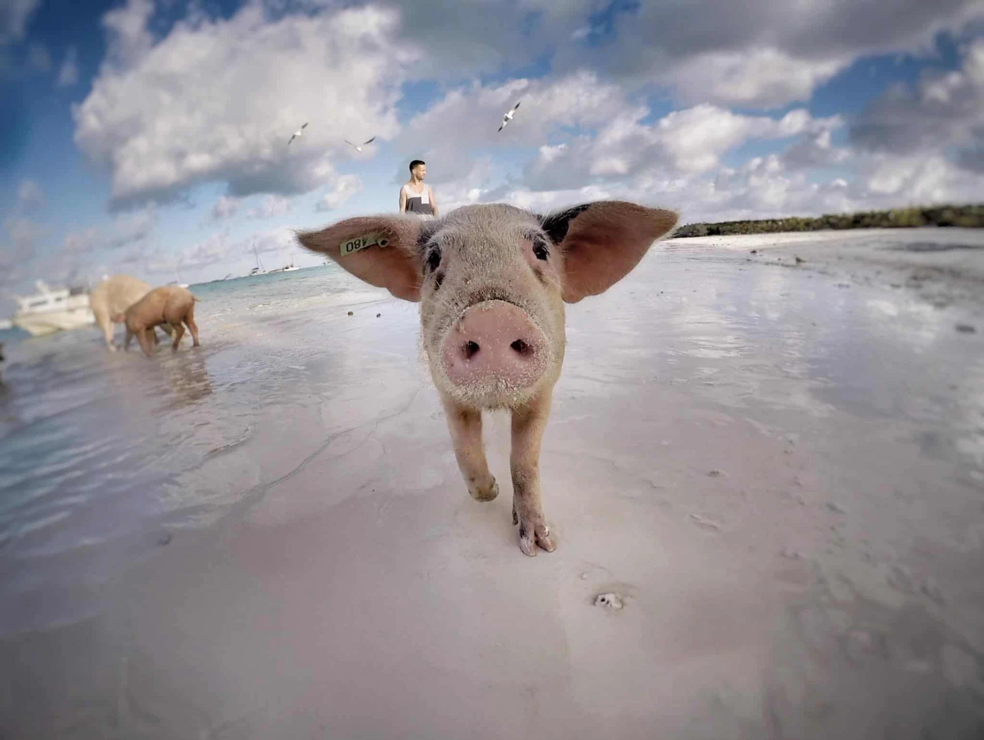 The Bahamas