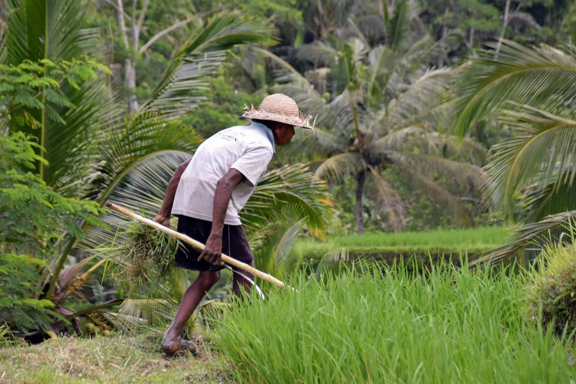 Day 8: Rice Terraces and the Batukaru Temple