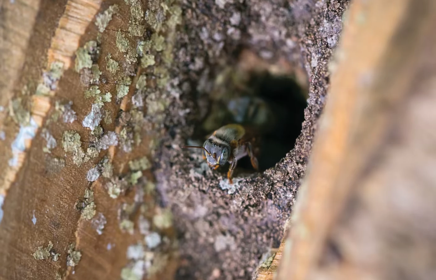 Bee Therapy with Sound Healing