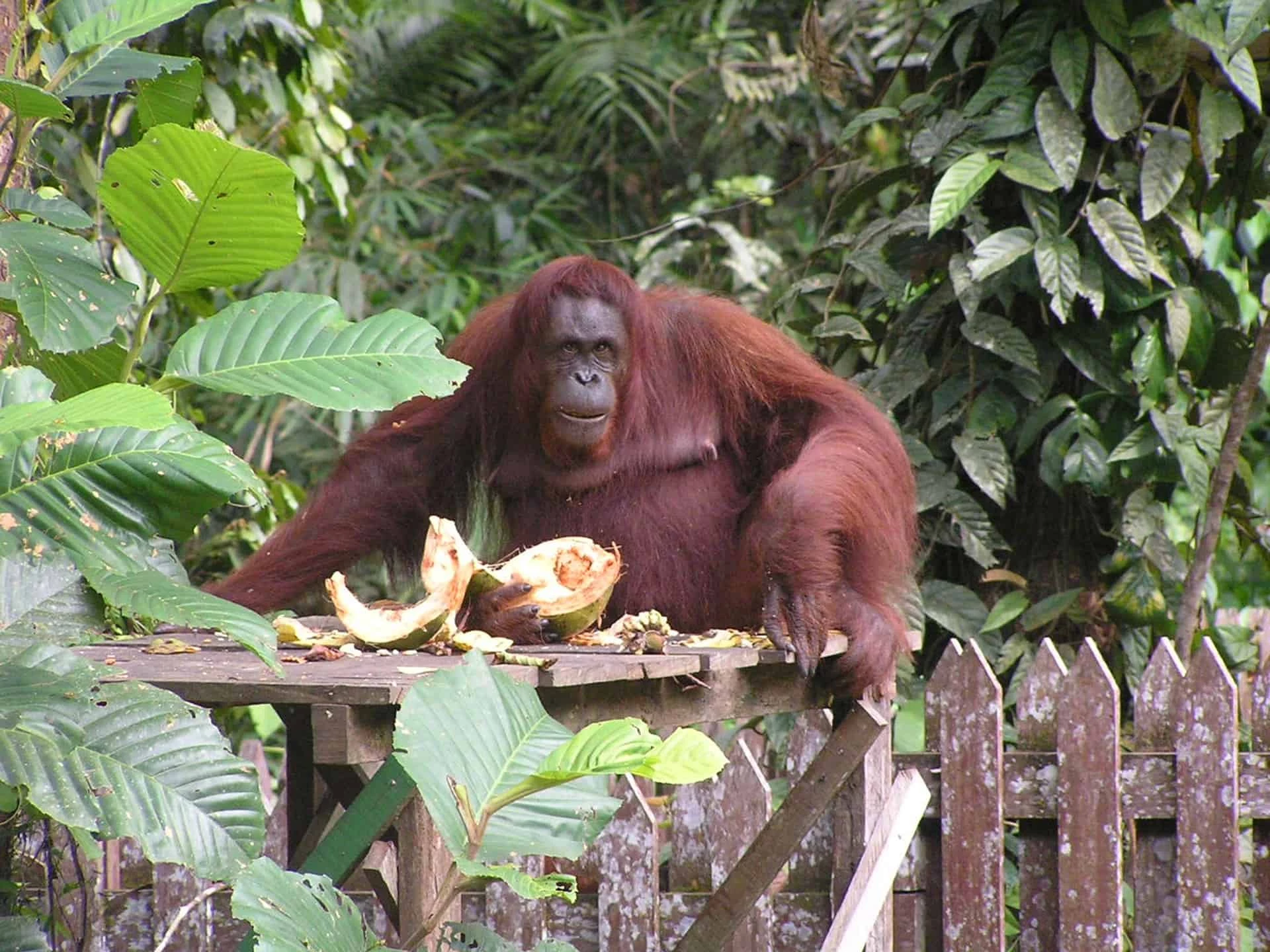 Welcome To The Jungles Of Malaysia & Borneo