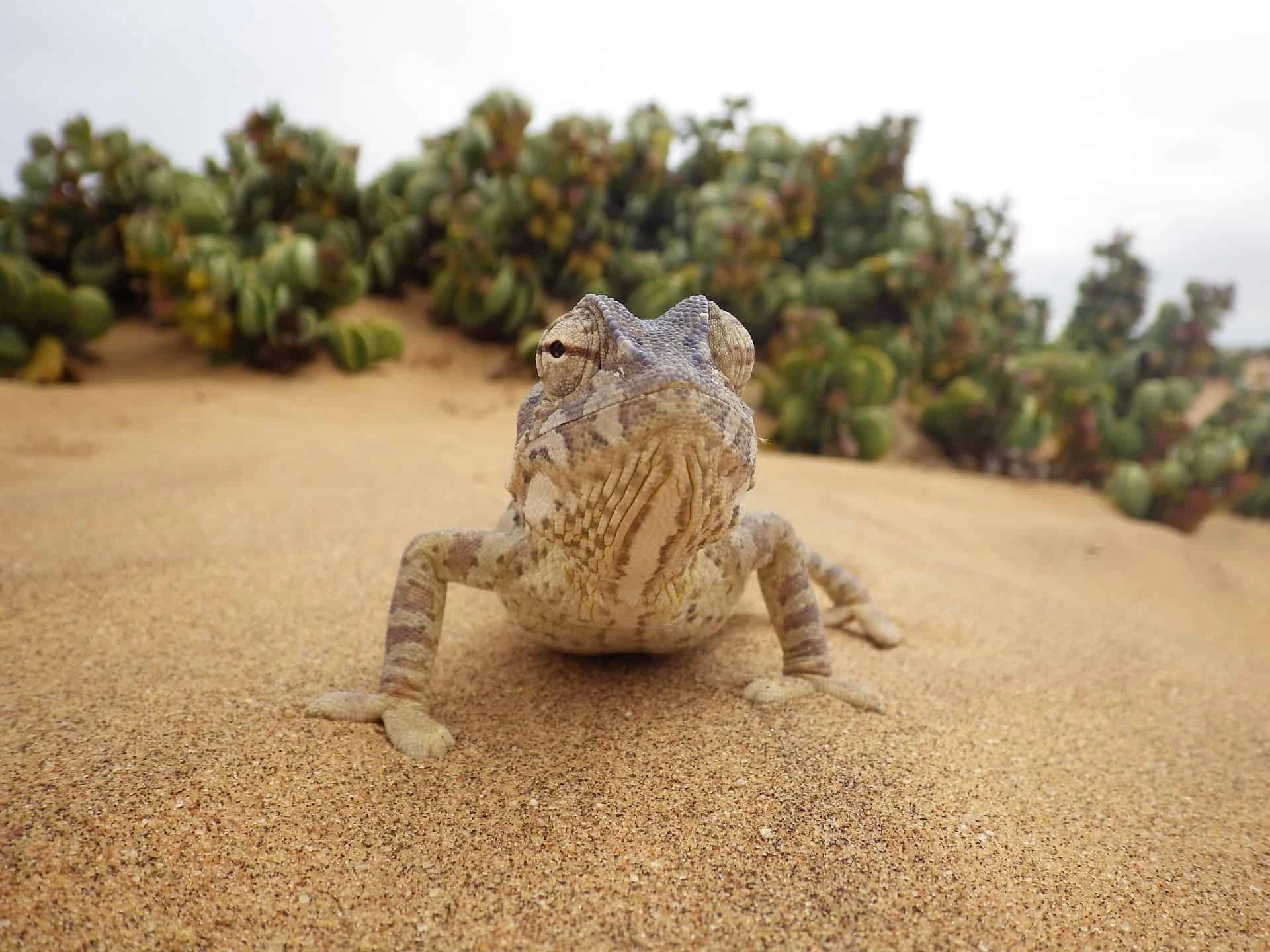 Gay Group Trip: Discover Namibia