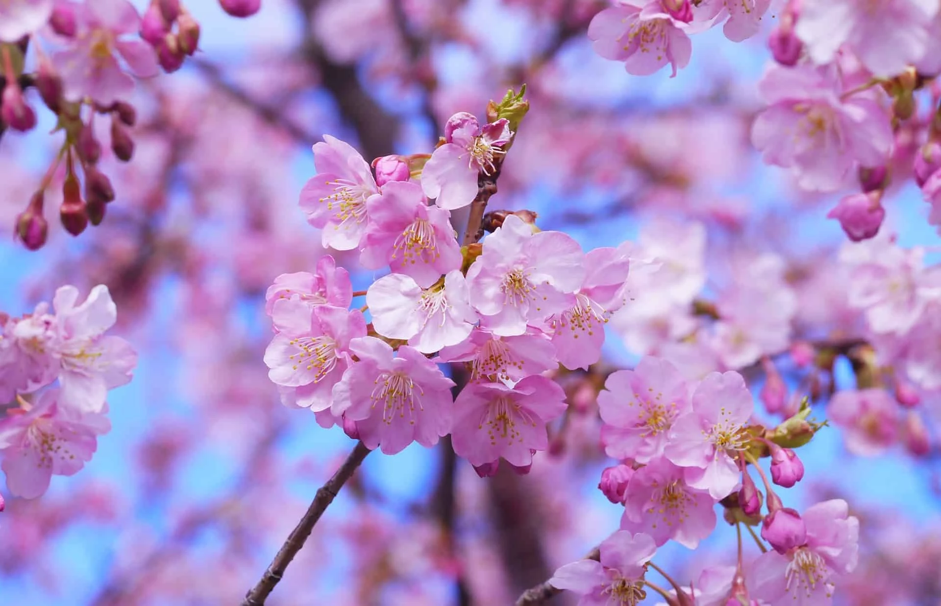 Secrets Of Japan