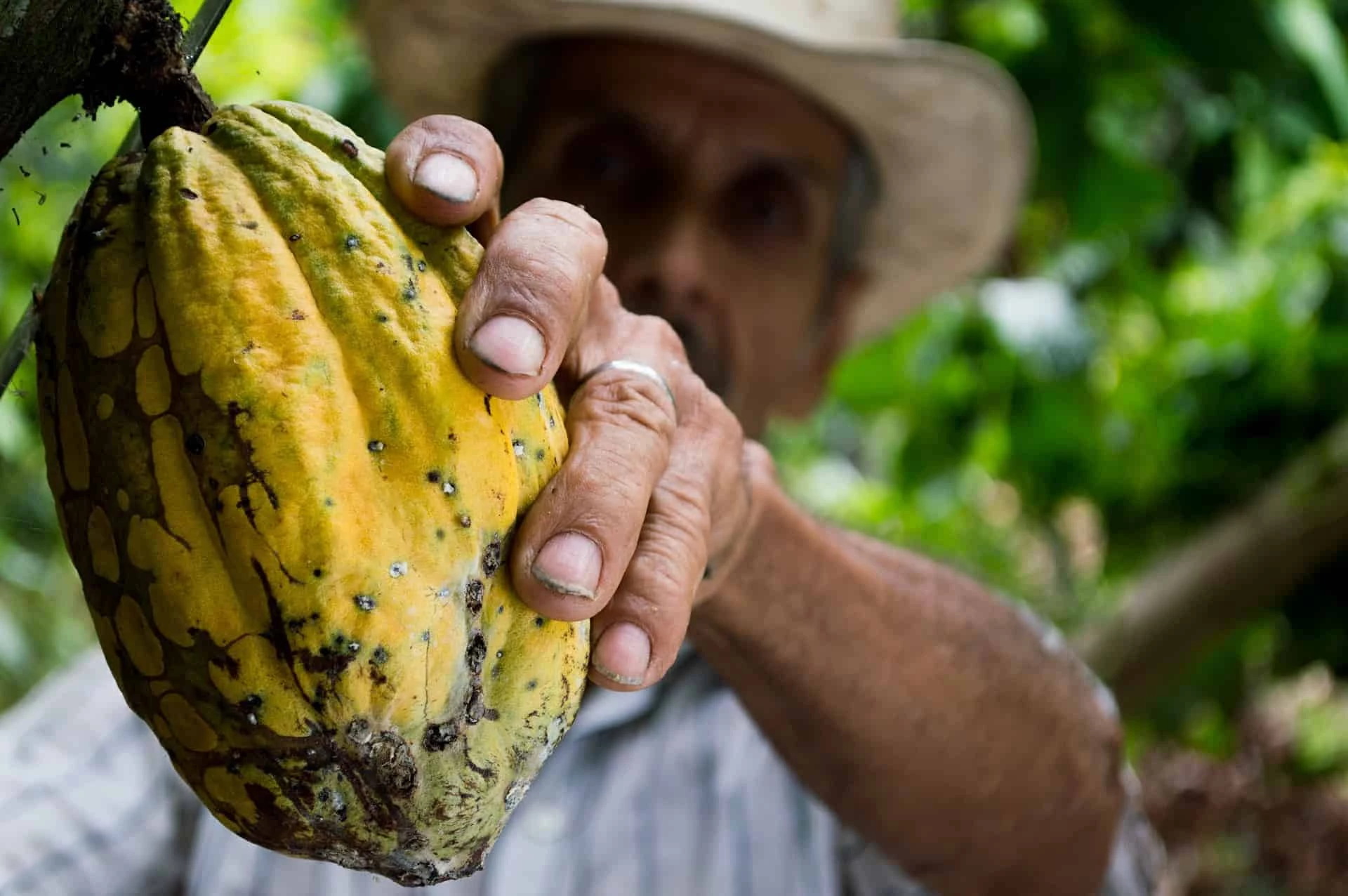 Brazil: Culture And Cuisine