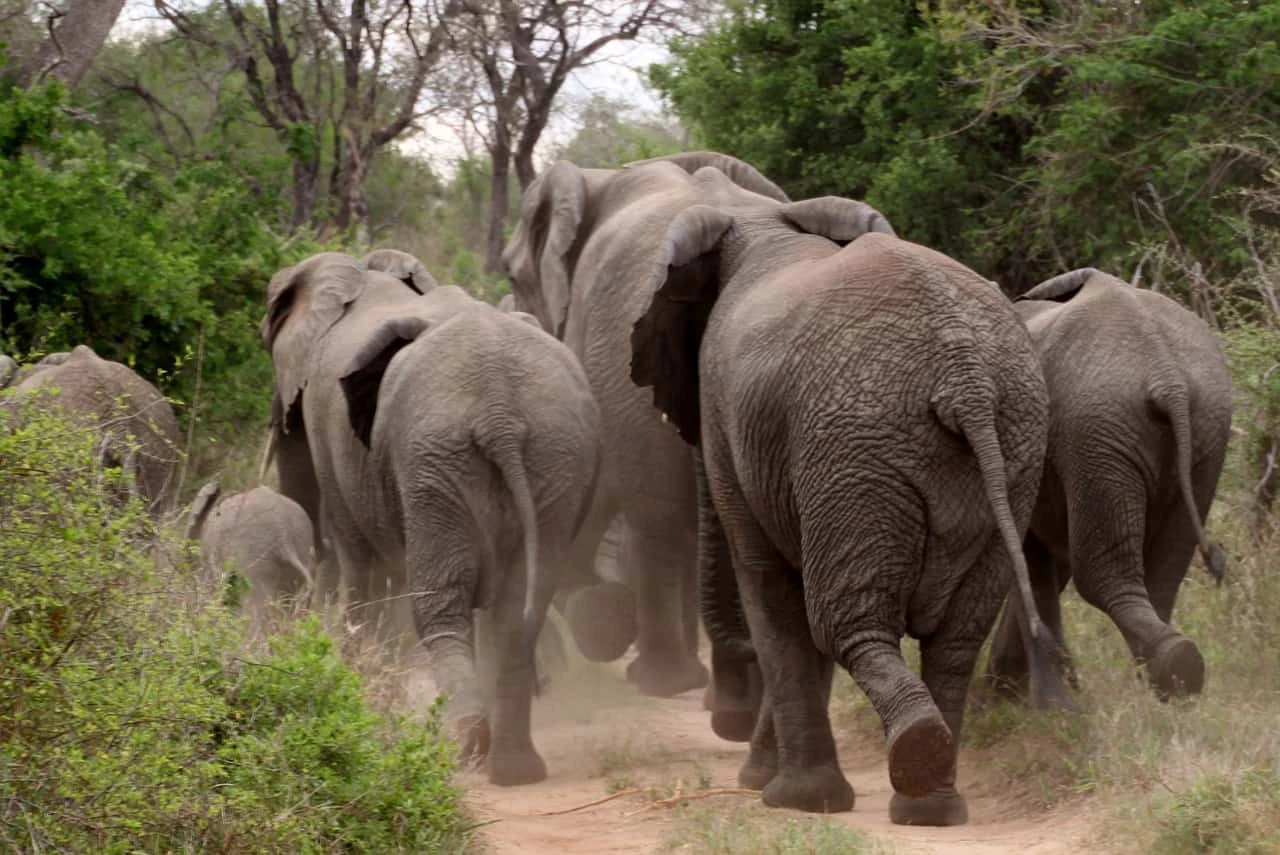 Day 6: Kruger National Park