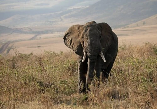 Luxury gay vacations in Tanzania
