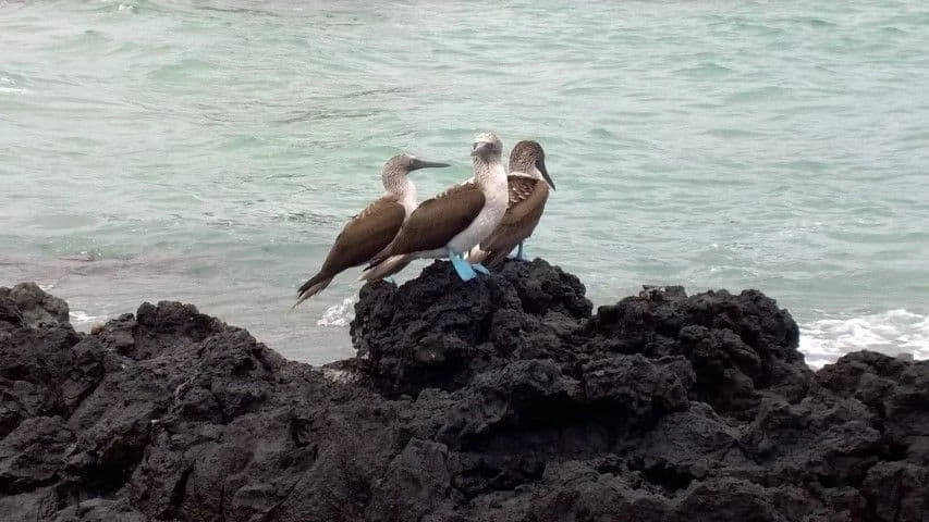 The Galapagos