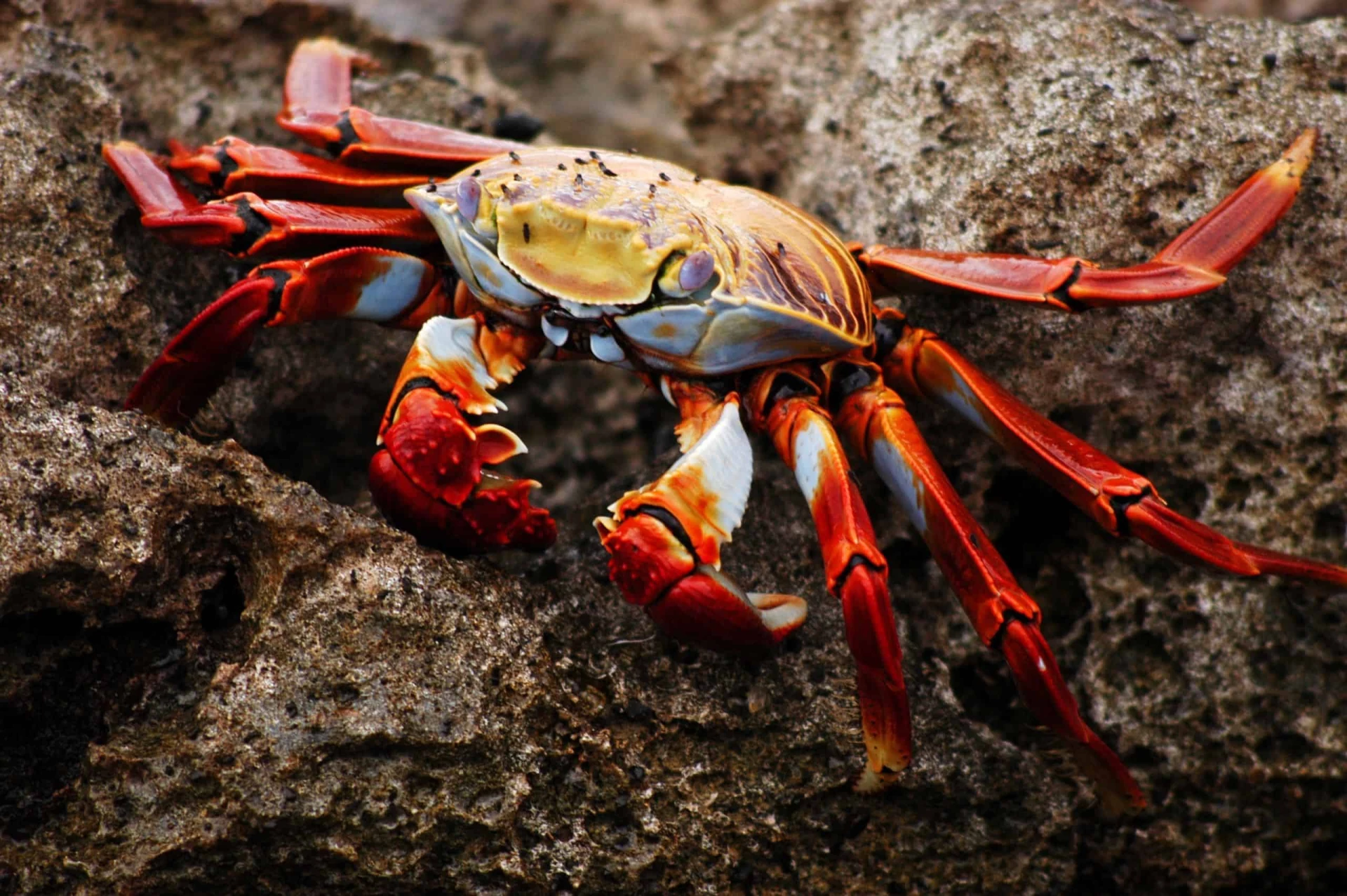 Gay Group Trip: Galapagos Exploration Cruise