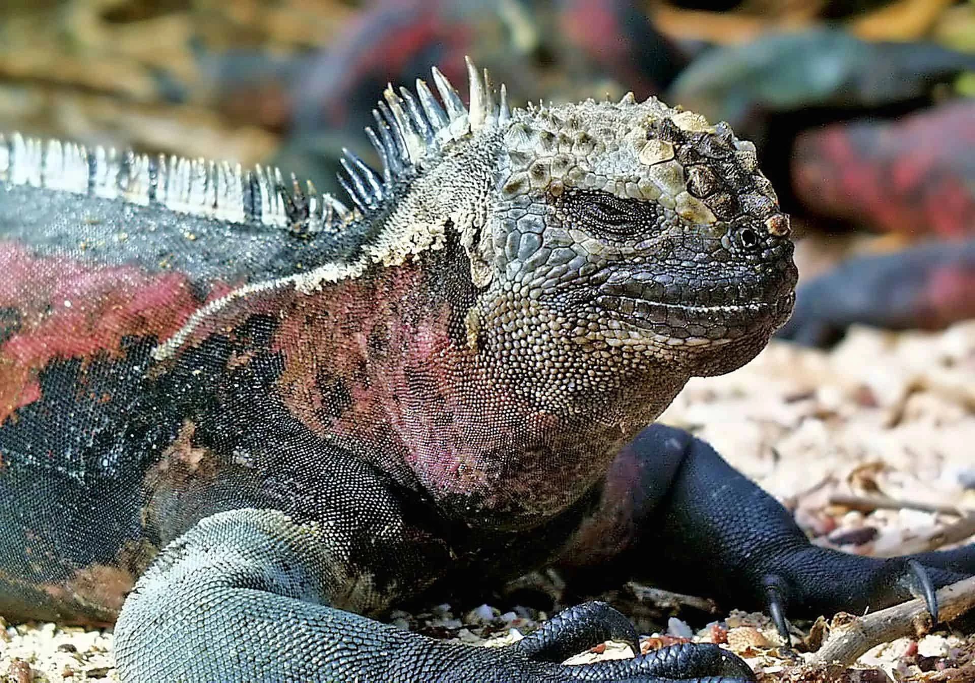 The Galapagos