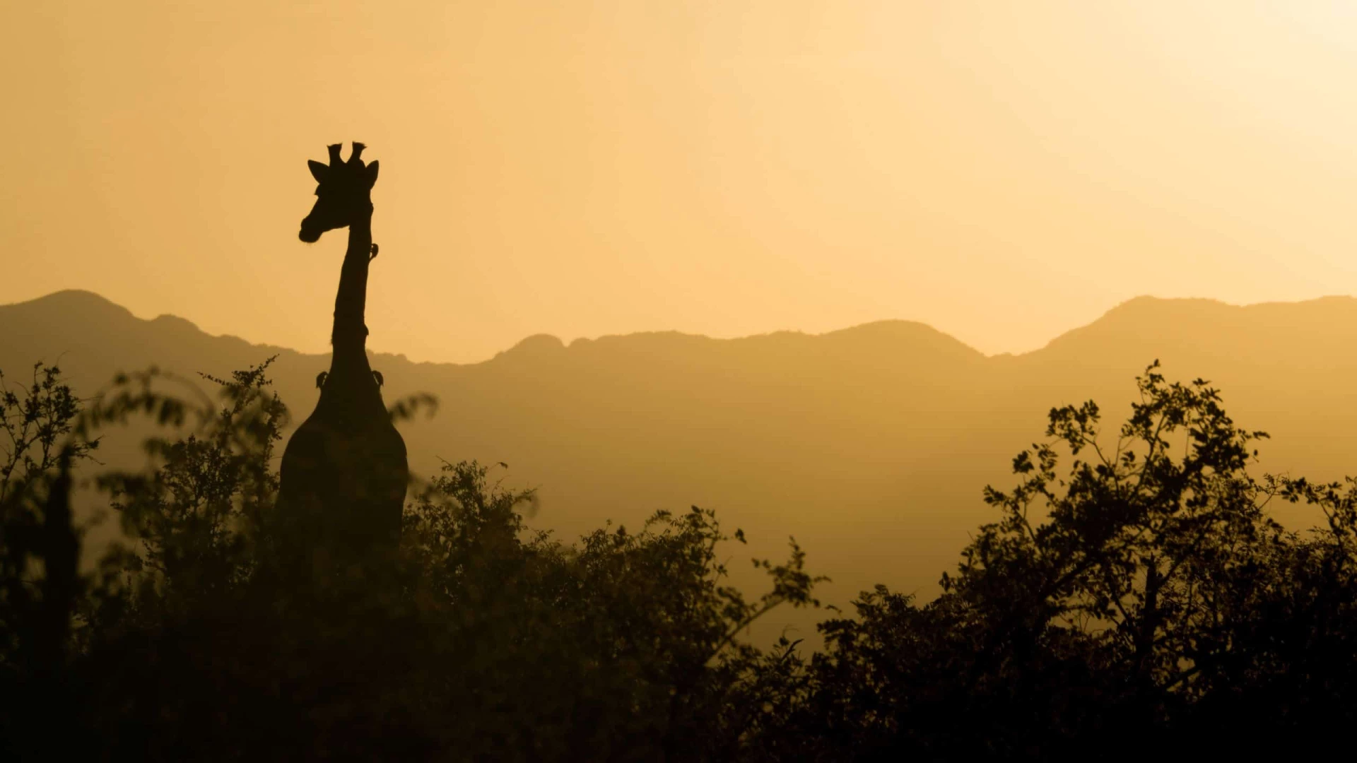 Safari holidays in Africa