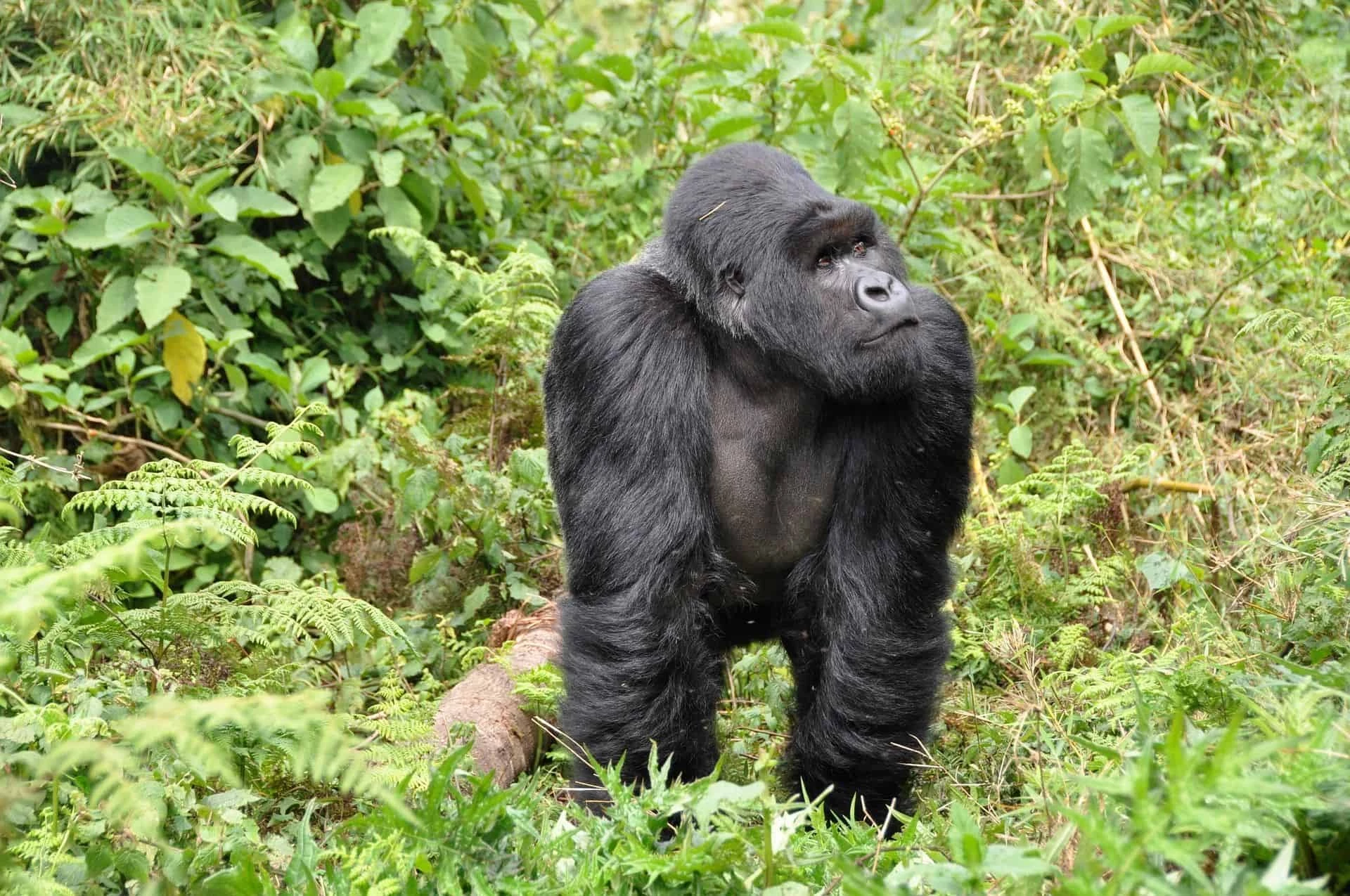 Day 9: Mountain Gorilla Experience