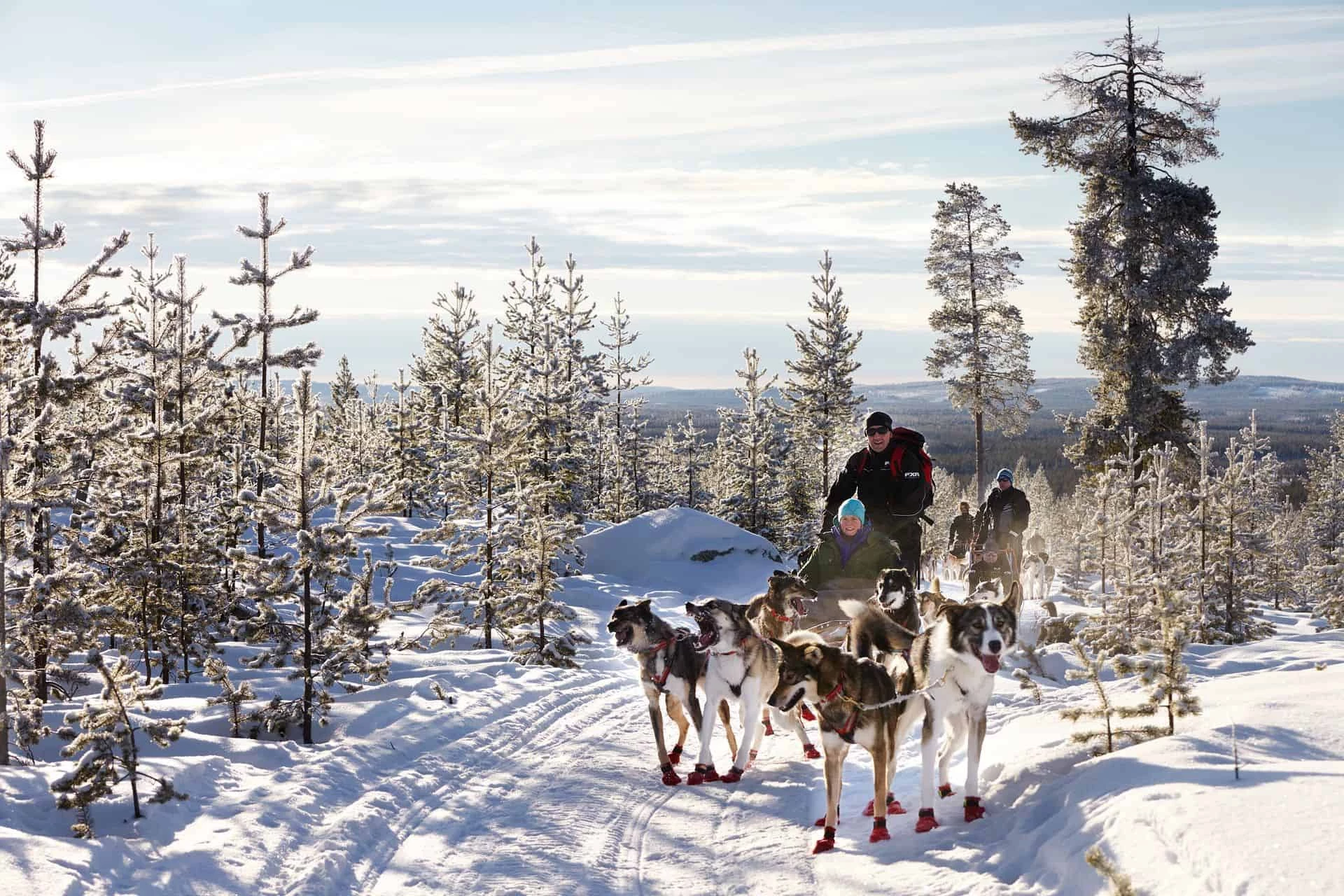 Northern Lights and Dog Sledding Adventure