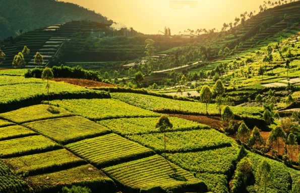 Rolling green onion fields