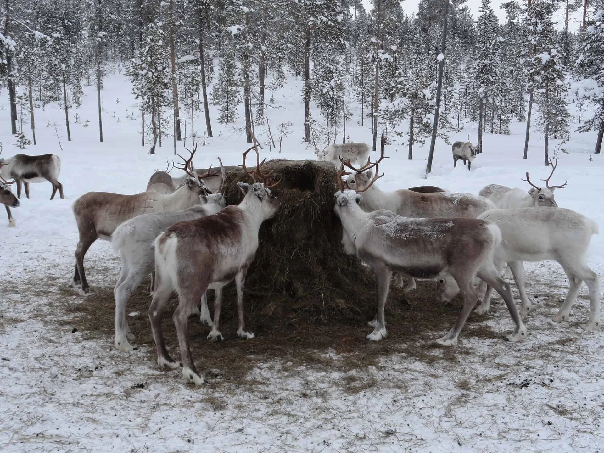 Arctic Sweden