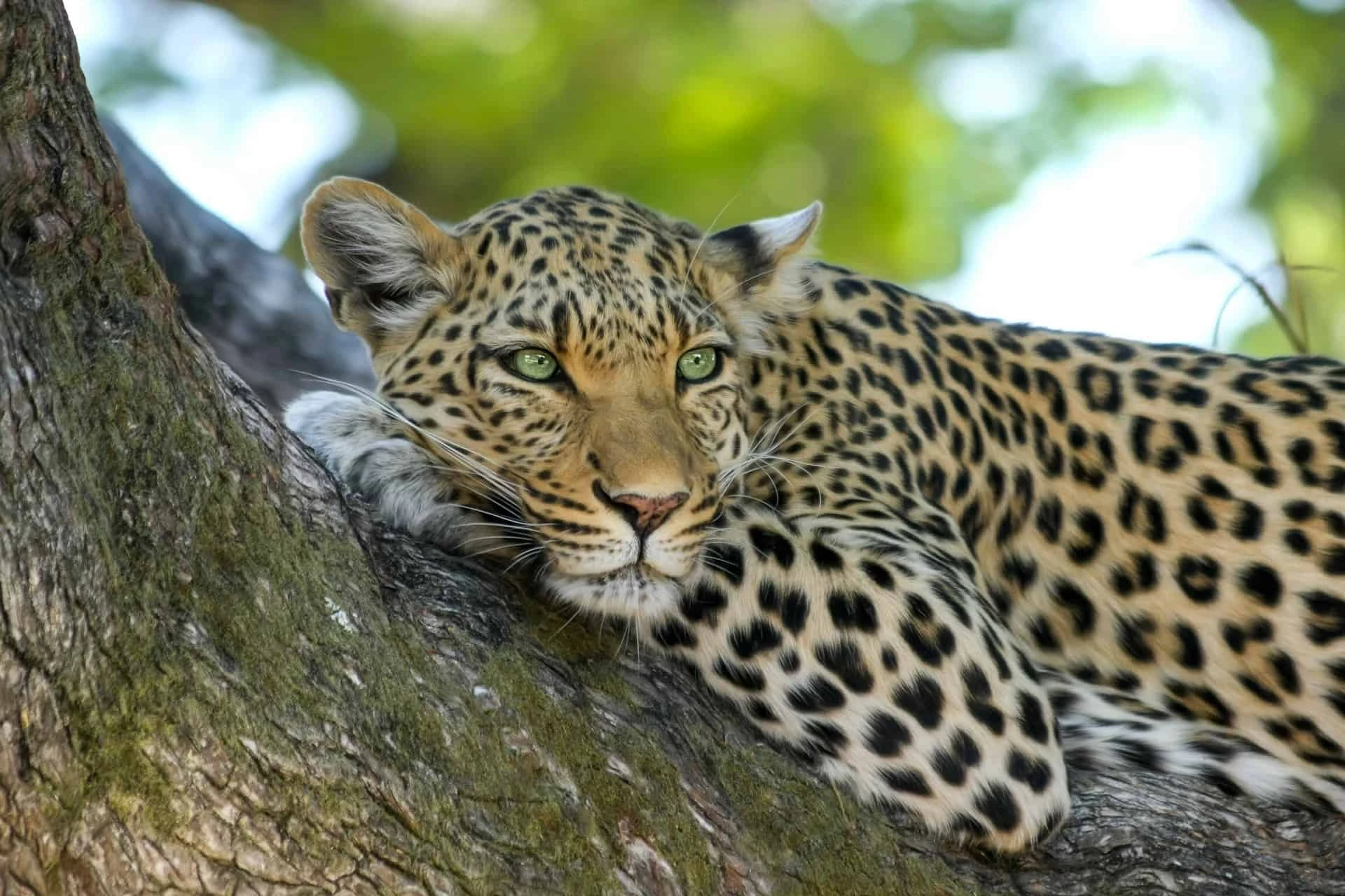 Gay Group Trip: Botswana Luxury Safari