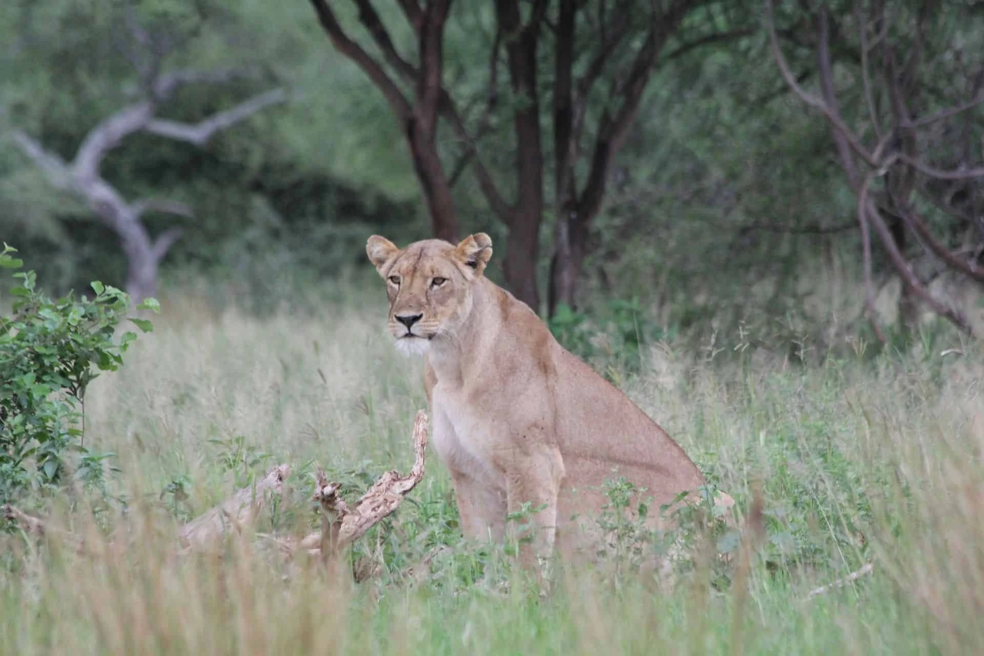 Day 2: Tarangire National Park