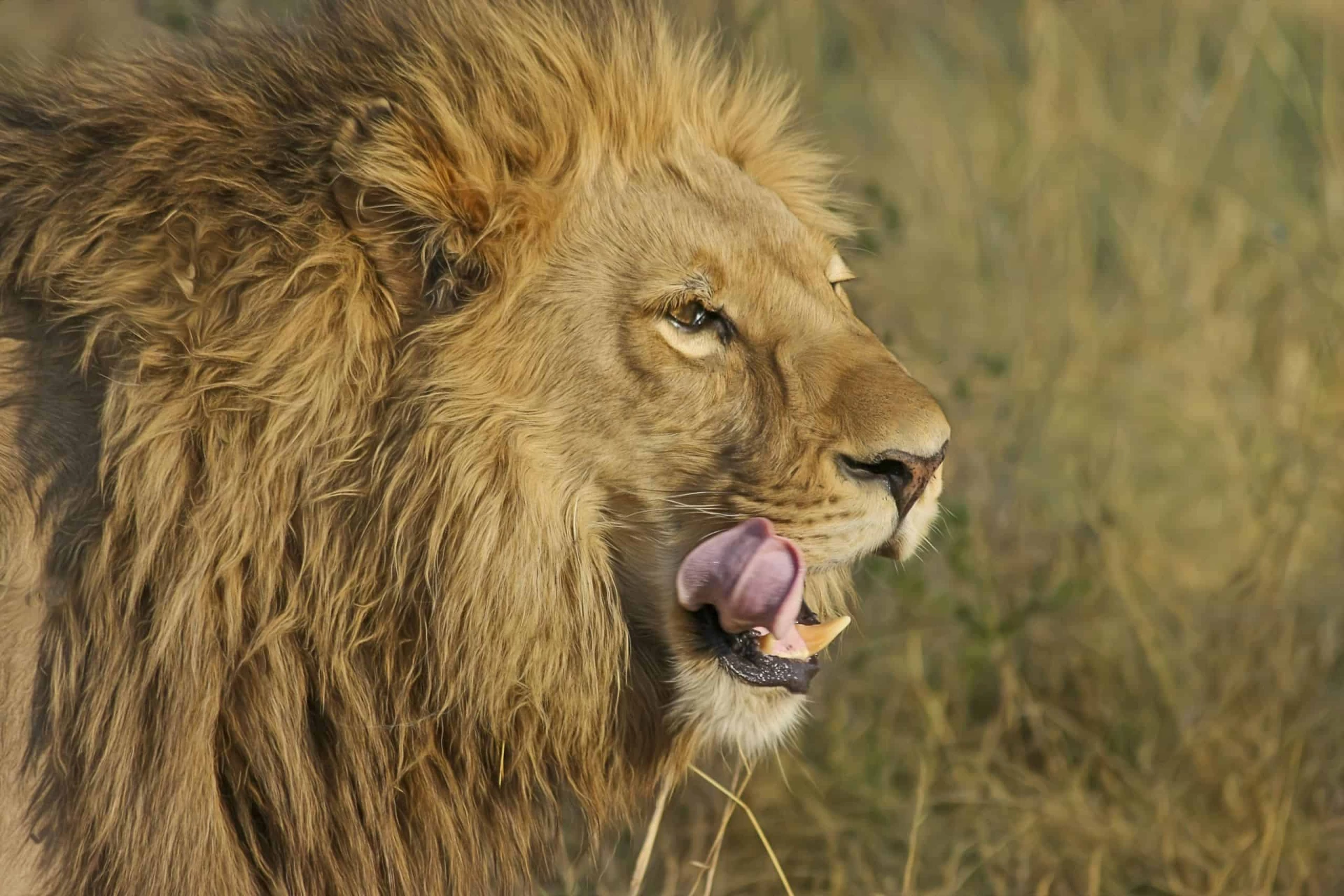 South African Garden Route and Safari