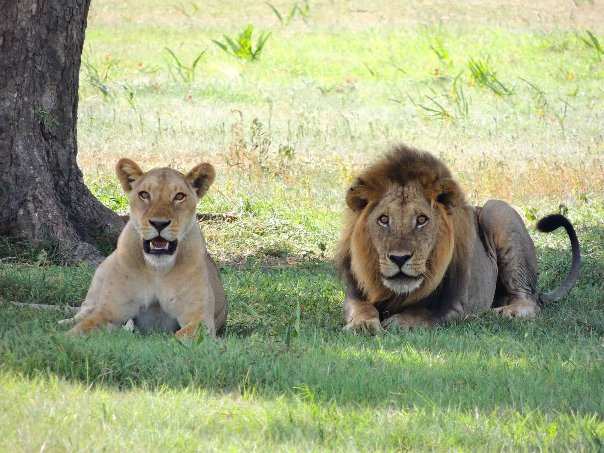 Gay Group Trip: Luxury Rwanda And Tanzania
